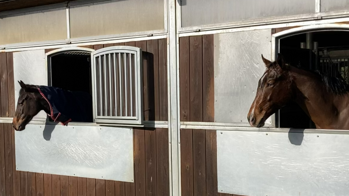 Two bay coloured horses stand with their heads leaning out of their individual stable doors. They look away from the camera.