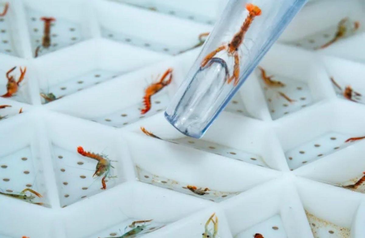 A tiny lobster being lowered into a hatchery from a tube. 