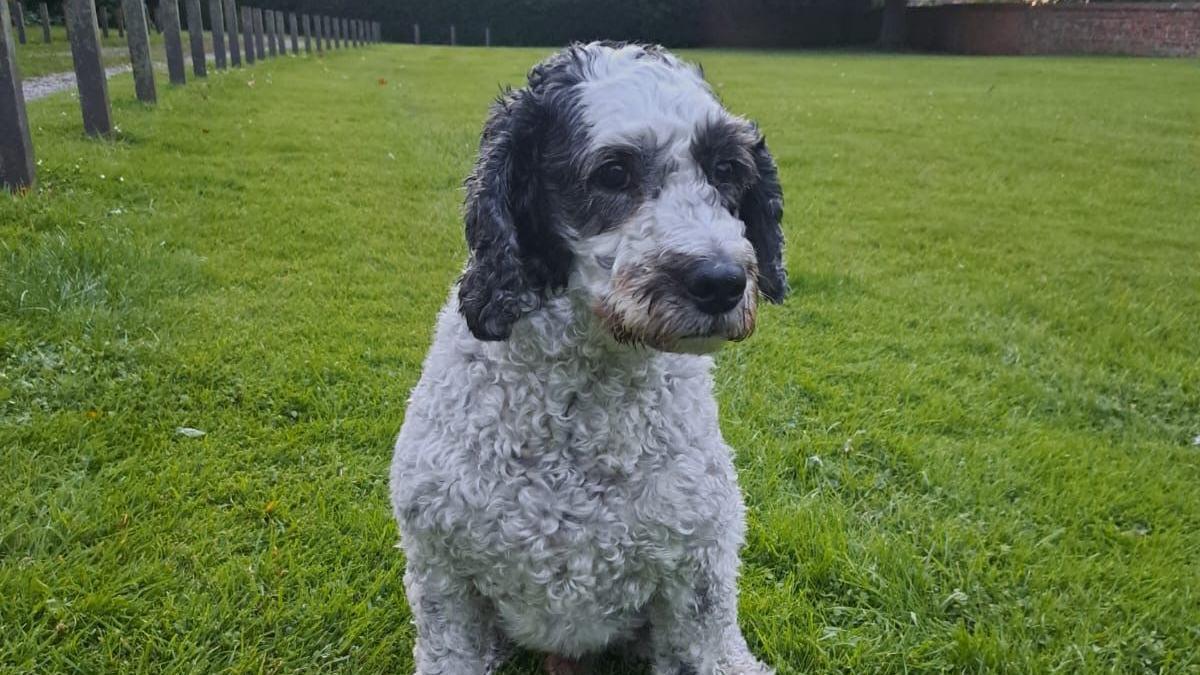 Cockapoo cross Duprie