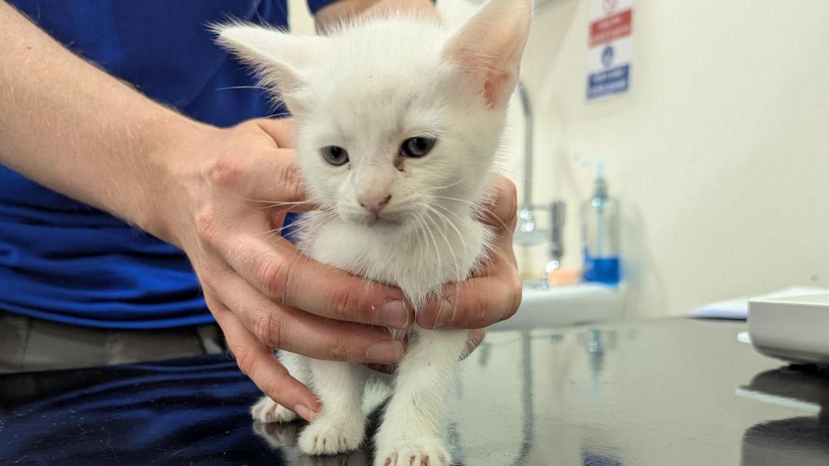 A small white kitten being held by rescue centre worker