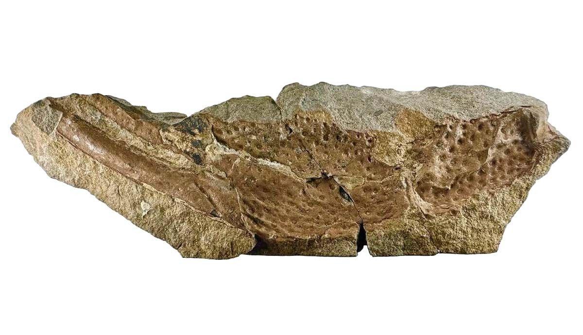 A piece of the Praercturus fossil. 