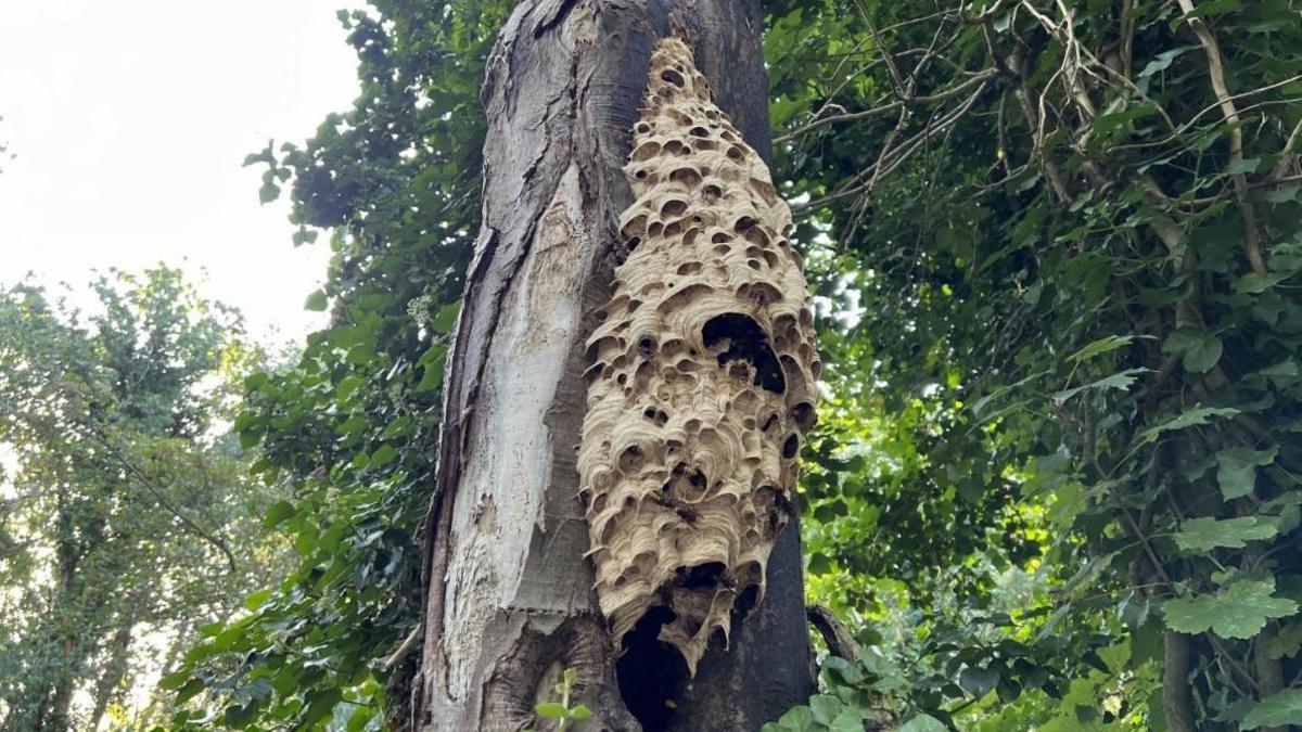 European Hornet nest on a the side of a tree and Fern Valley 