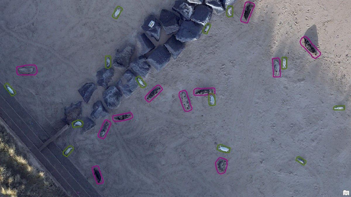 A drone image of grey and white seals on a beach, with a rock groyne, with each animal highlighted with green or pink circles.