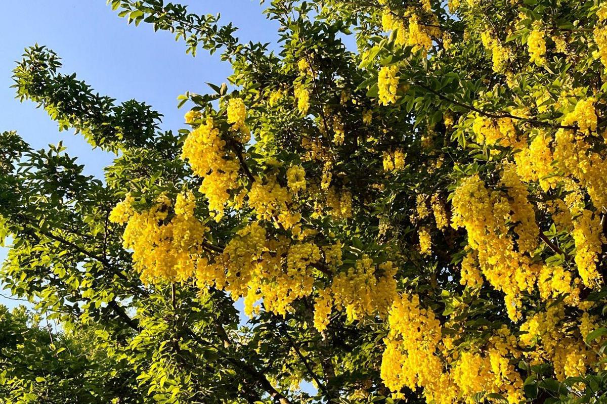 Several yellow flowers hang down from branches. The branches have green leaves at their end and can be seen against a blue sky.
