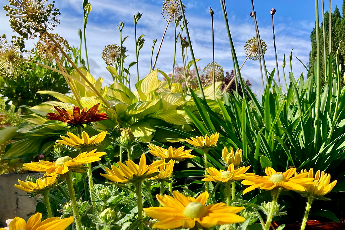 A close-up of flowers in a garden in Bransford. Yellow flowers are in the foreground, with other plants and greenery in the background