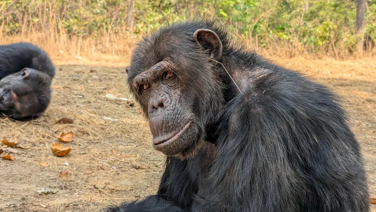 A chimp sits with a blade of grass hanging from its ear
