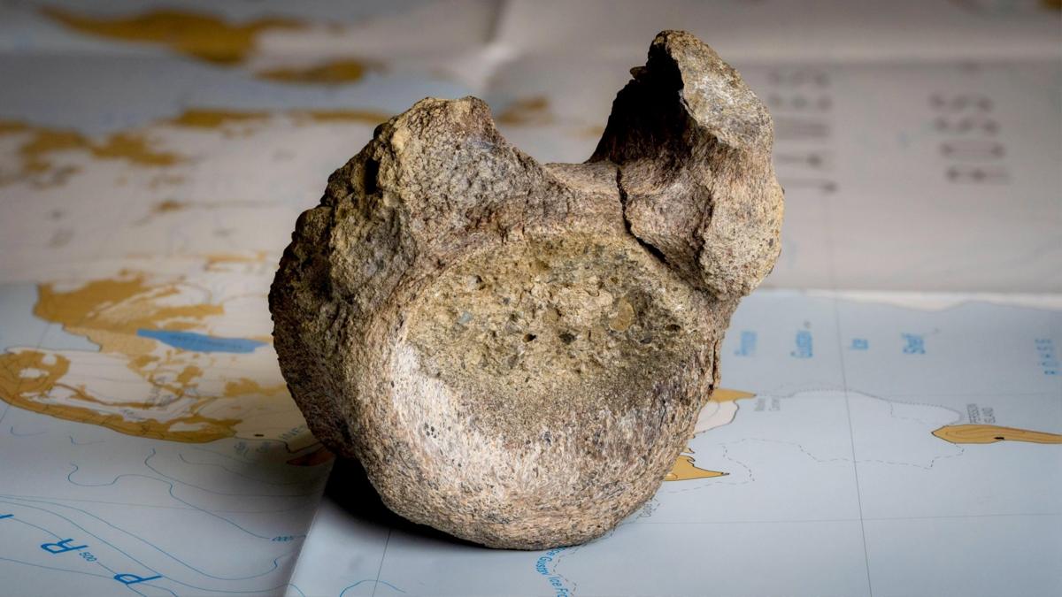 First Antarctica Dinosaur Bone ID'd After 40 Years in