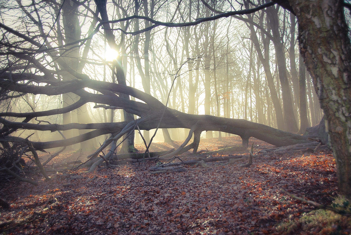 The sun shining in a misty woodland  with a fallen tree lying on the ground. Red and brown leaves carpet the ground and the trunks of other trees can be seen in the distance.