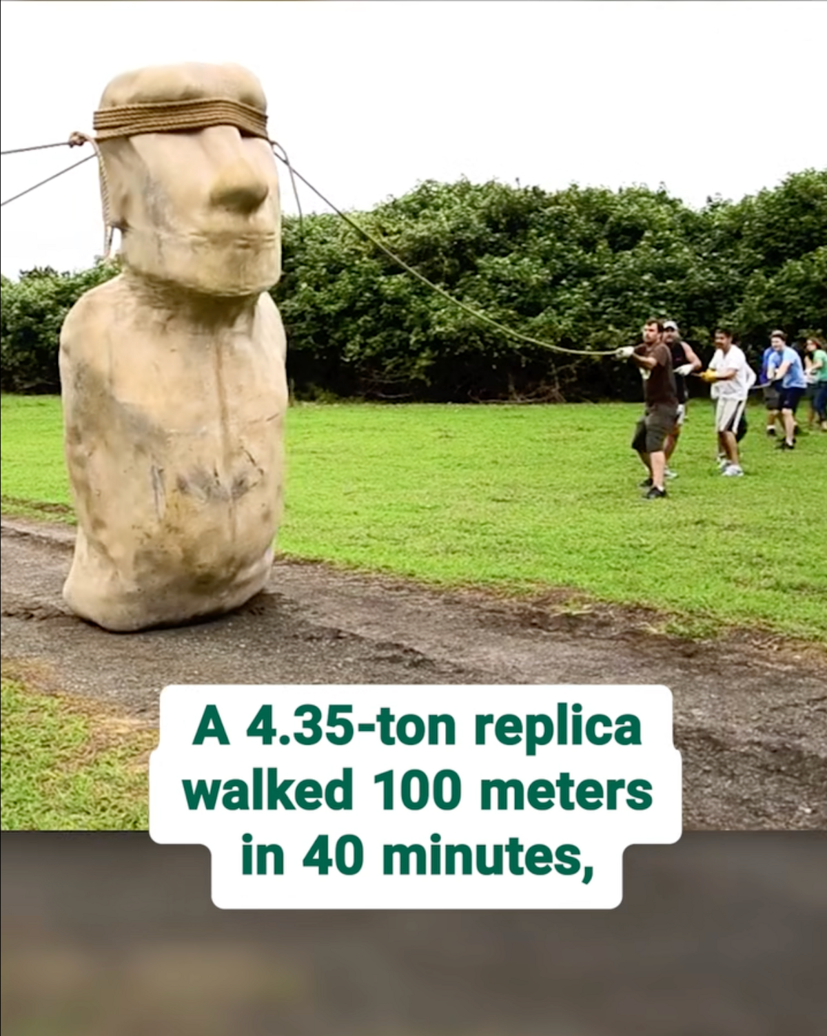A replica Easter Island statue is rocked from side to side by people holding ropes attached to it.