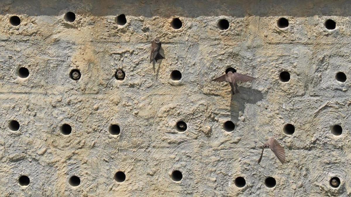 Sand martin adult and chicks at their holes