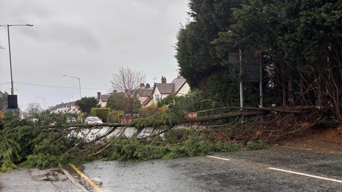 A large fallen branch blocking a residential street with large trees on the far side of the road