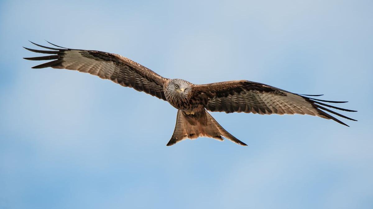 The bird is in flight with its wings out stretched as it flies towards the camera.