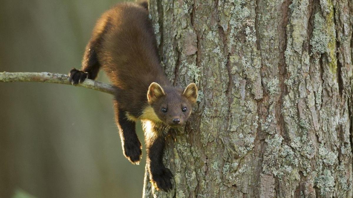 A pine marten on a tree branch in woodland