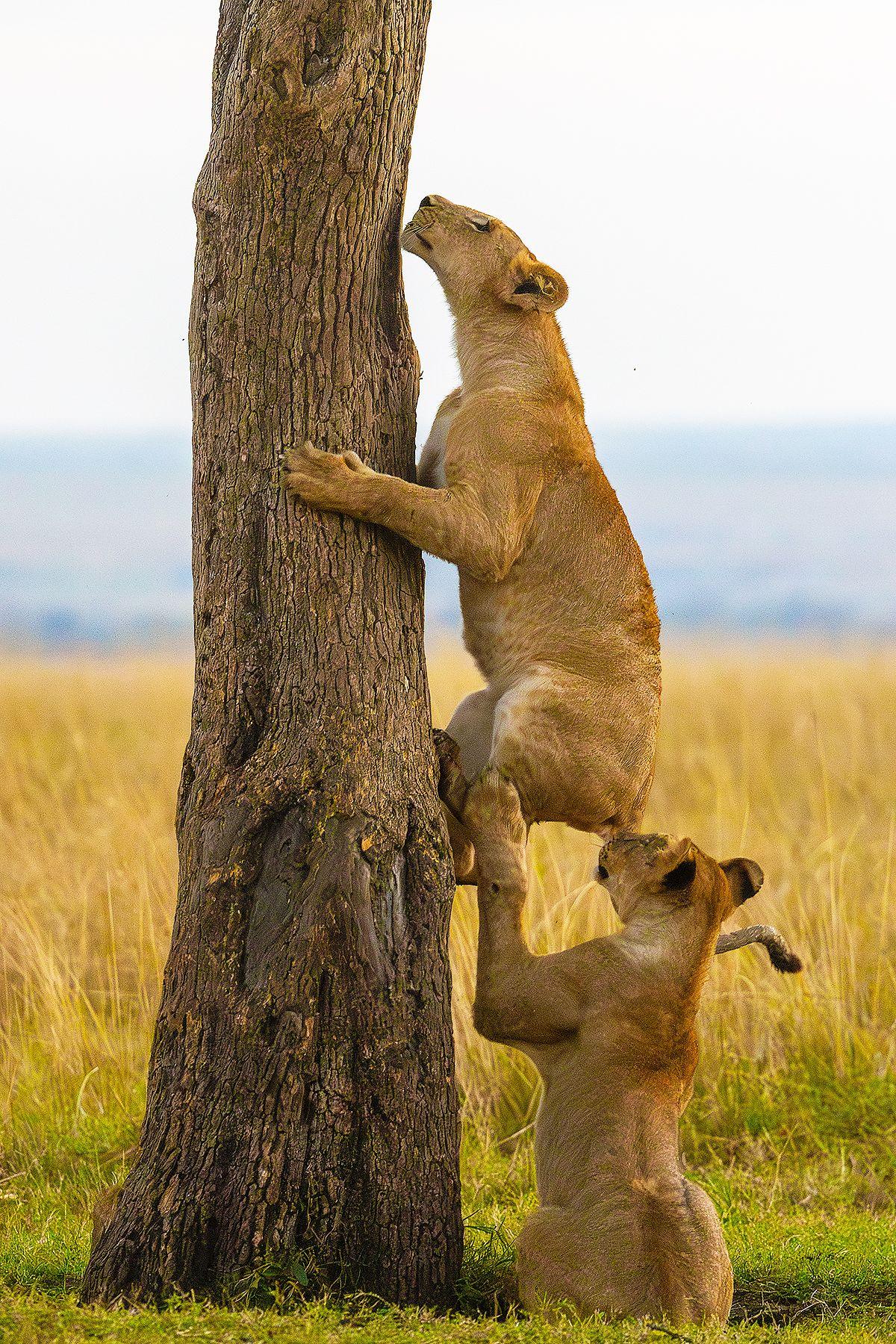 One lion appearing to push another up a tree
