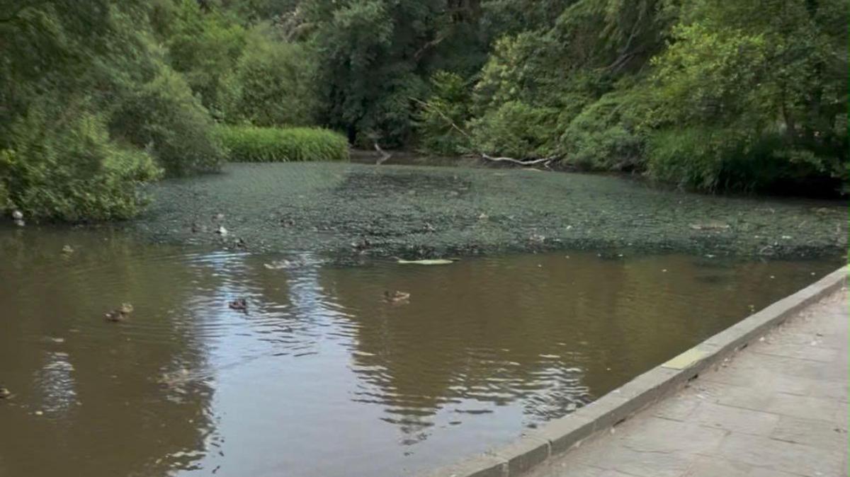 A large pond can be seen with ducks swimming in the foreground and duckweed towards the back of the pond.  It is surrounded by trees and a path can be seen in the foreground of the photo.