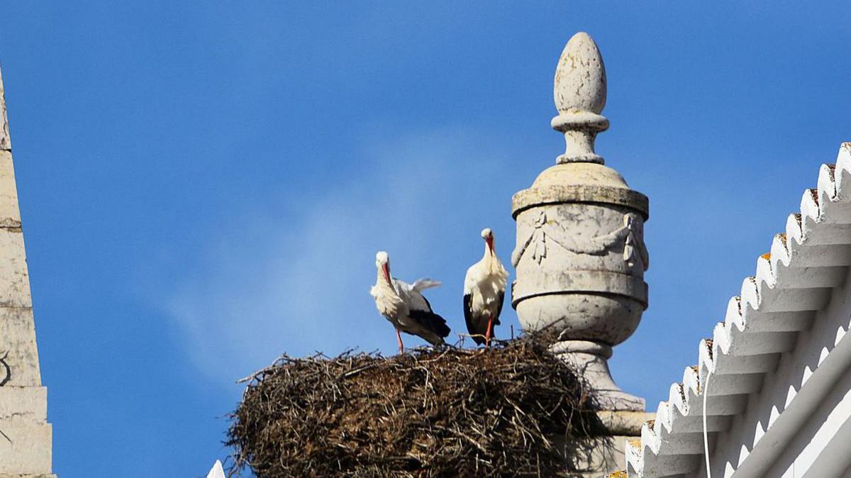 A huge nest on top of a church building beside a stone urn, with two white storks standing on top of the nest, with a blue sky in the background. 