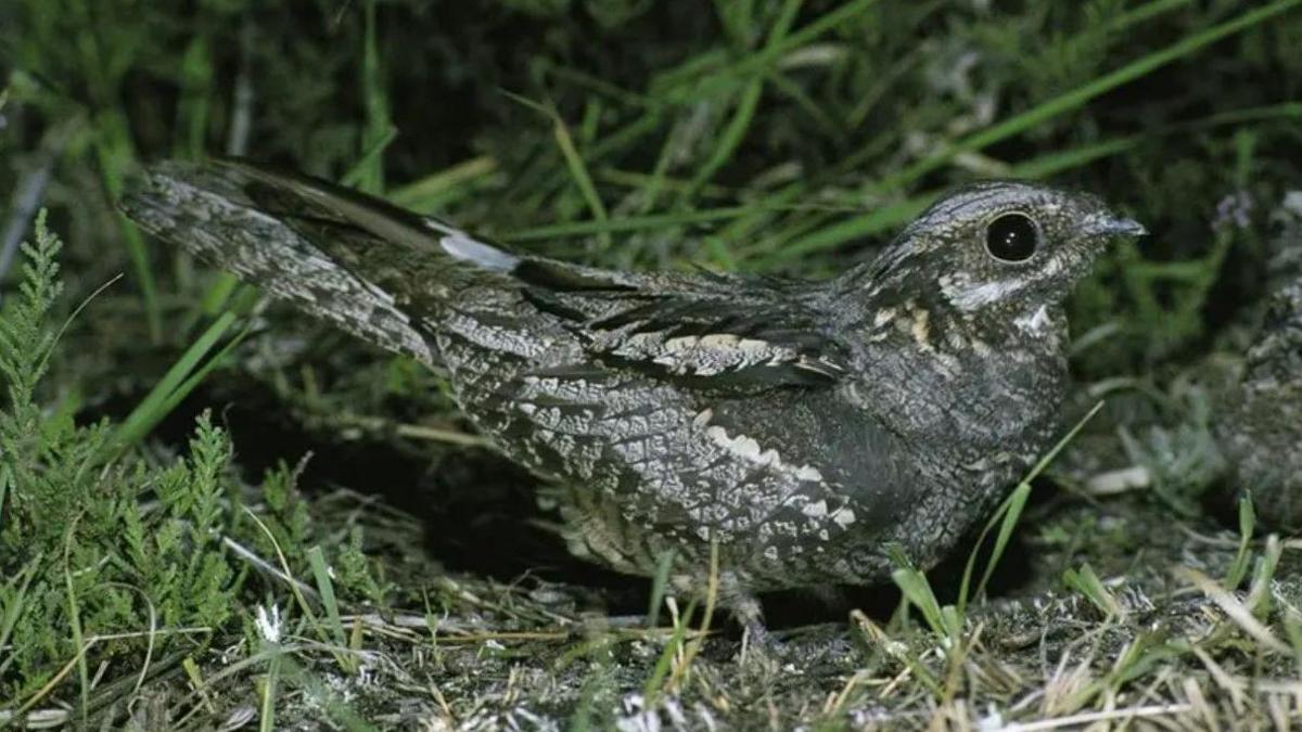 A nightjar sitting on the ground - a speckled grey and white bird with large black eyes and a short beak.