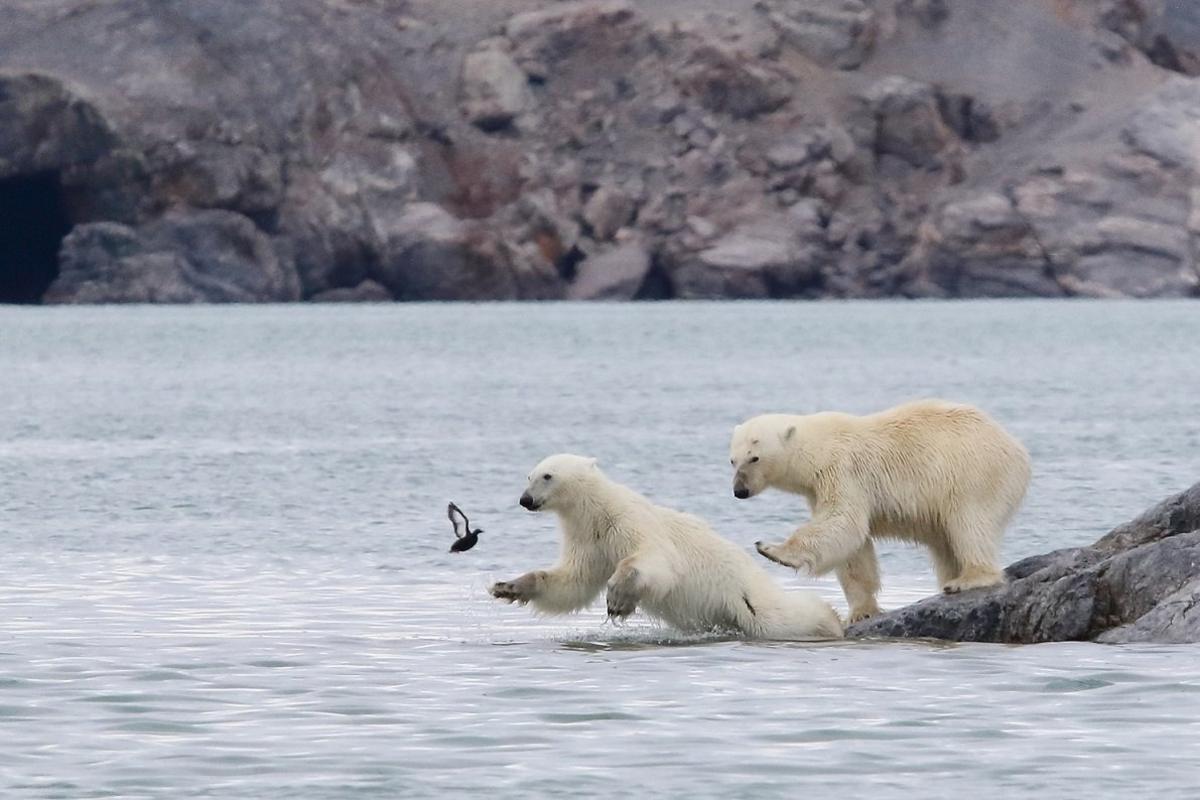 polar-bears.