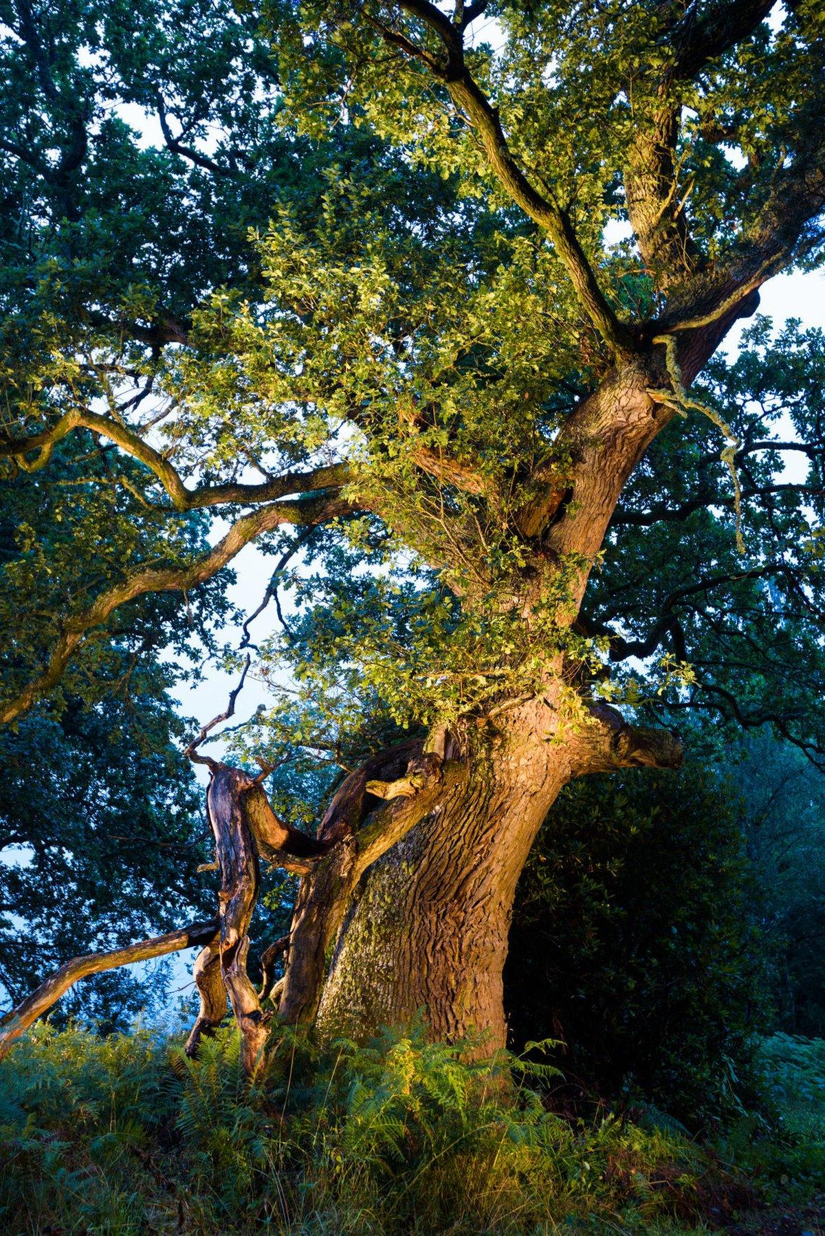 Malloch's oak