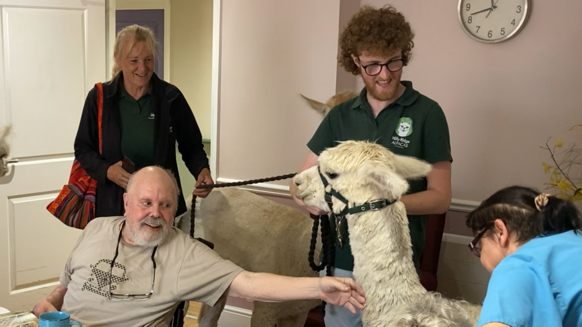 A care home resident strokes one of the alpacas during a visit