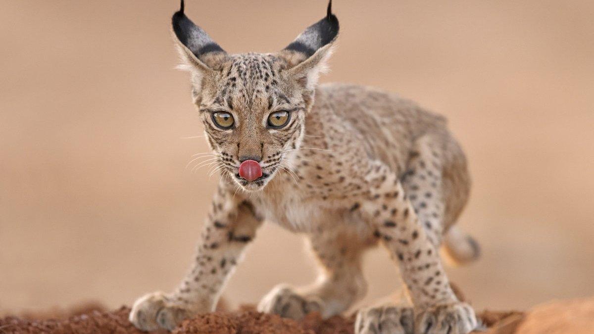 iberian-lynx.