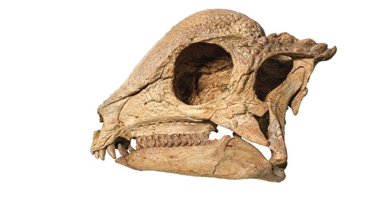 The skull of Zavacephale on a white background
