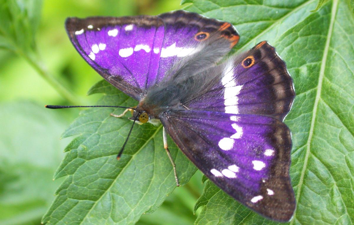 Purple Emperor (male) at Sheringham Park in Norfolk