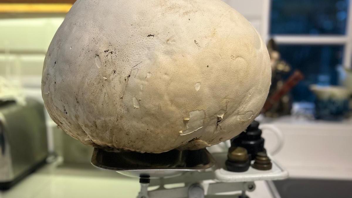 A giant mushroom sits on top of some kitchen scales.