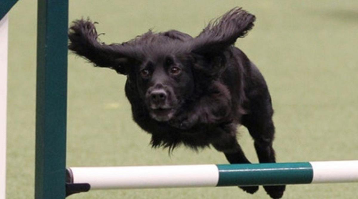 Kima competing, with the spaniel off the ground facing the camera. She is approaching a green and white bar off the ground.