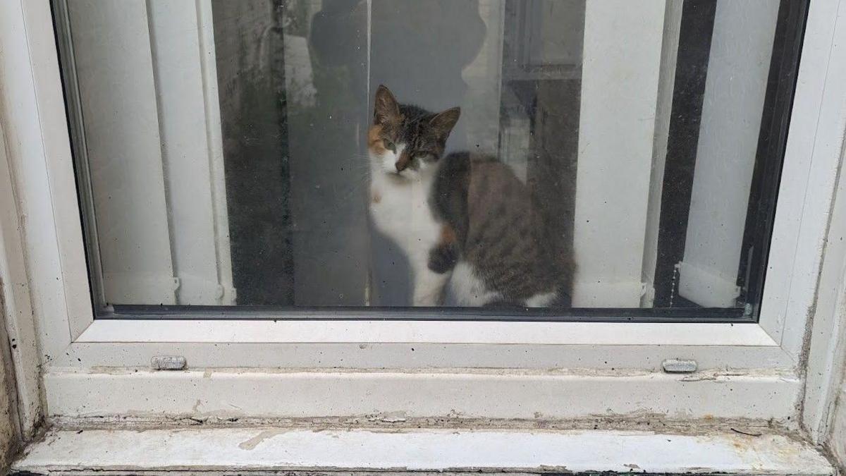 An underweight calico type domestic cat sat on a windowsill of a house looking out of a window, surrounded by a dirty white window frame.