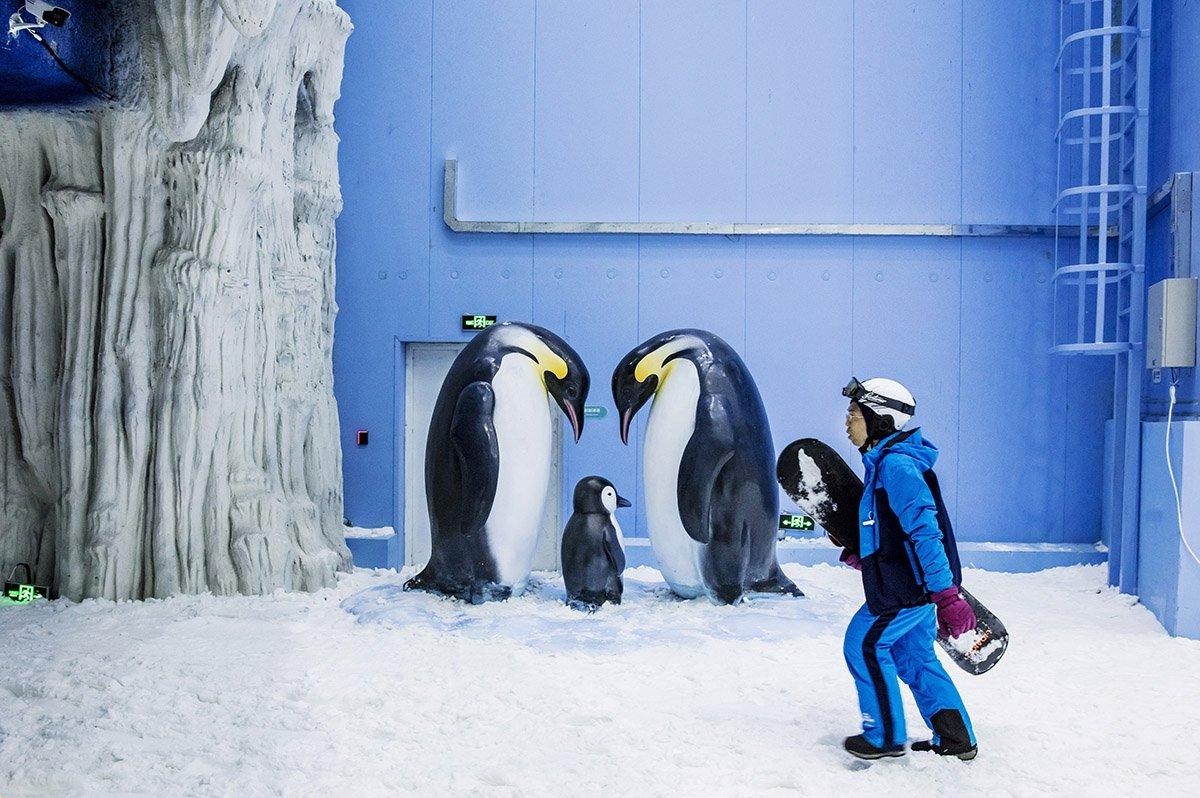 A snowboarder passes penguins