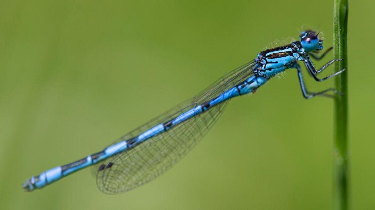 Bright blue and black southern damselfly Coenagrion mercuriale perched on green plant stem