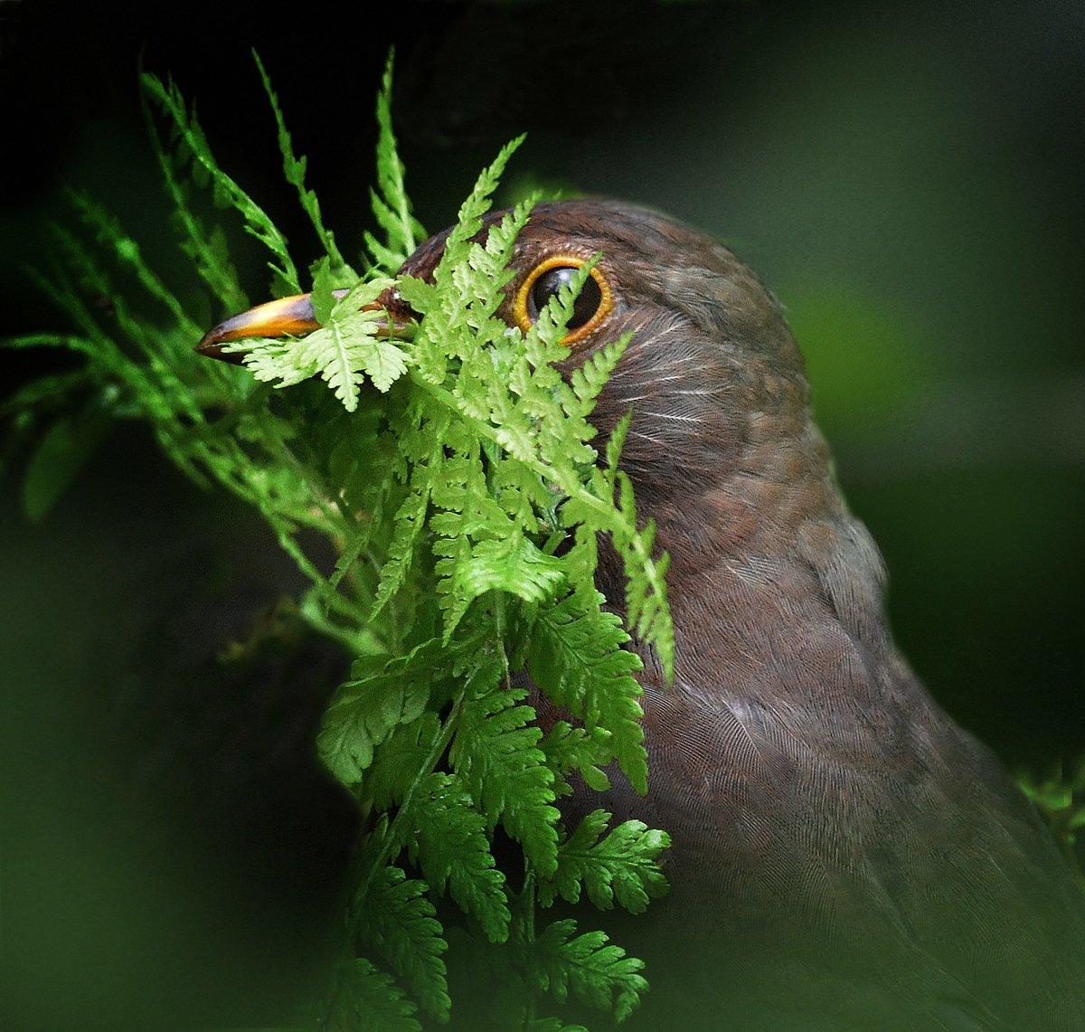 A blackbird looking through a green fern leaf