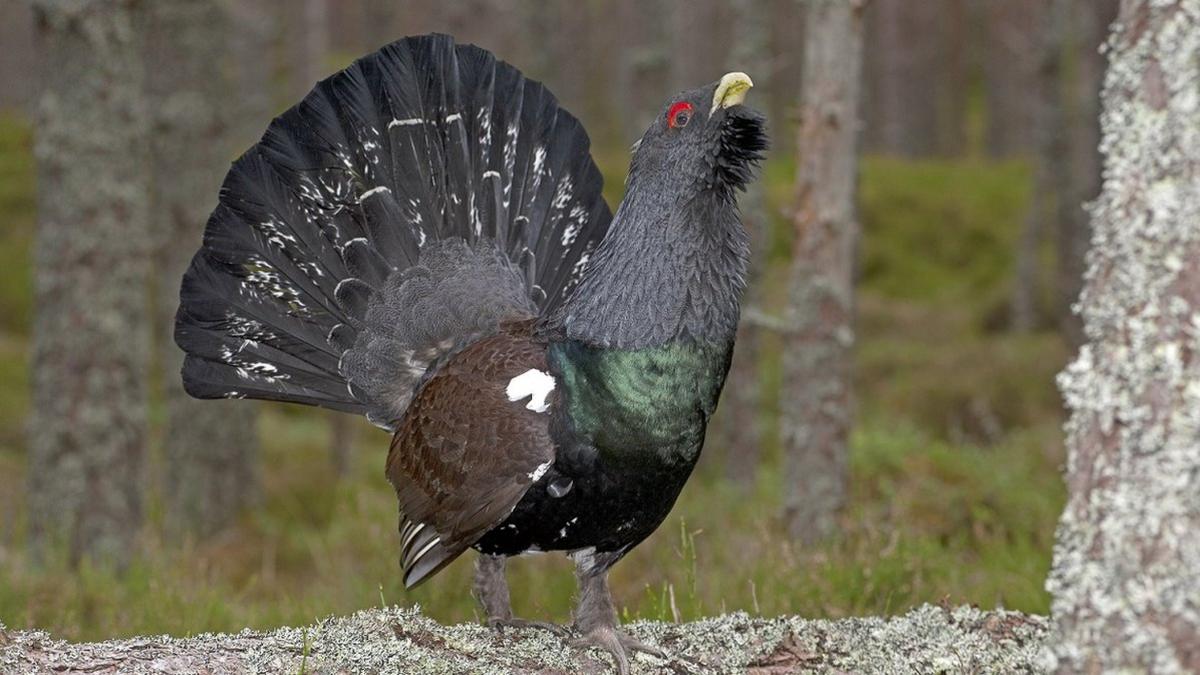 Capercaillie