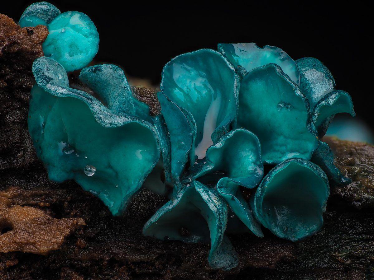 blue fungus up close