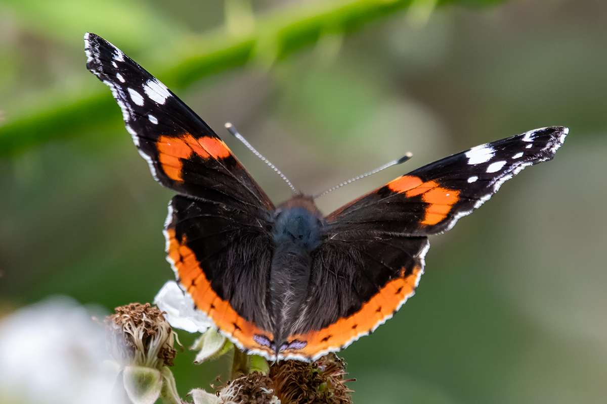 A close-up of a red admiral butterfly on a plant Oswestry. It has white spots on the tips of its wings and bands of light red on otherwise black wings