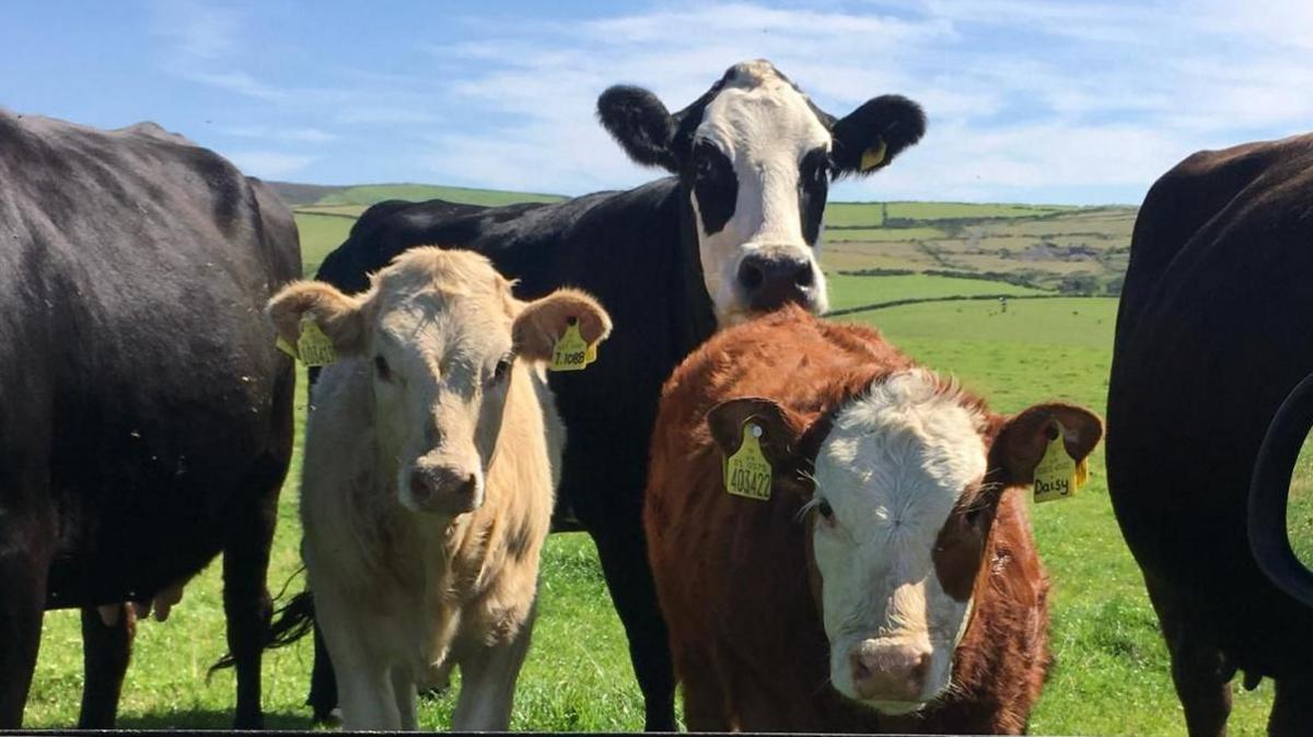 A group of cows are standing in a field on a sunny day. There are three black and white, and one blonde calf to the front left and a small brown and white cow at the front right.