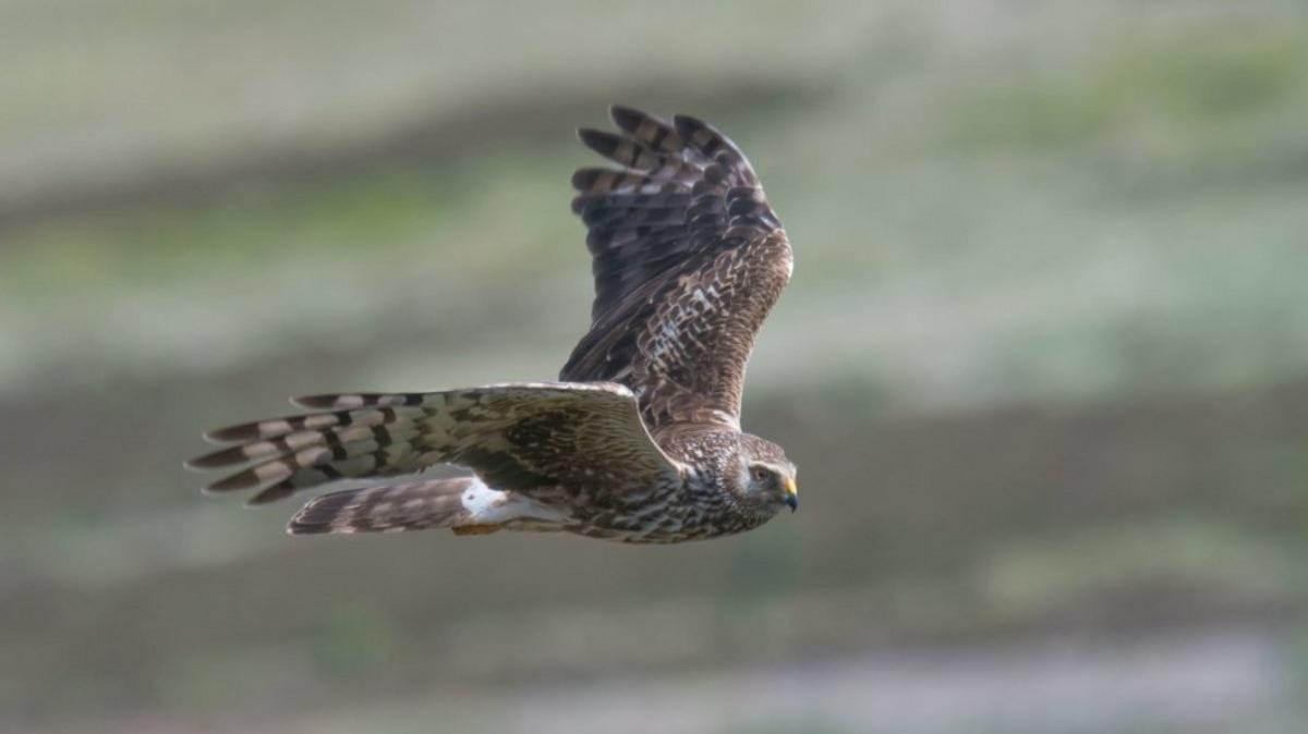 Hen harrier in flight