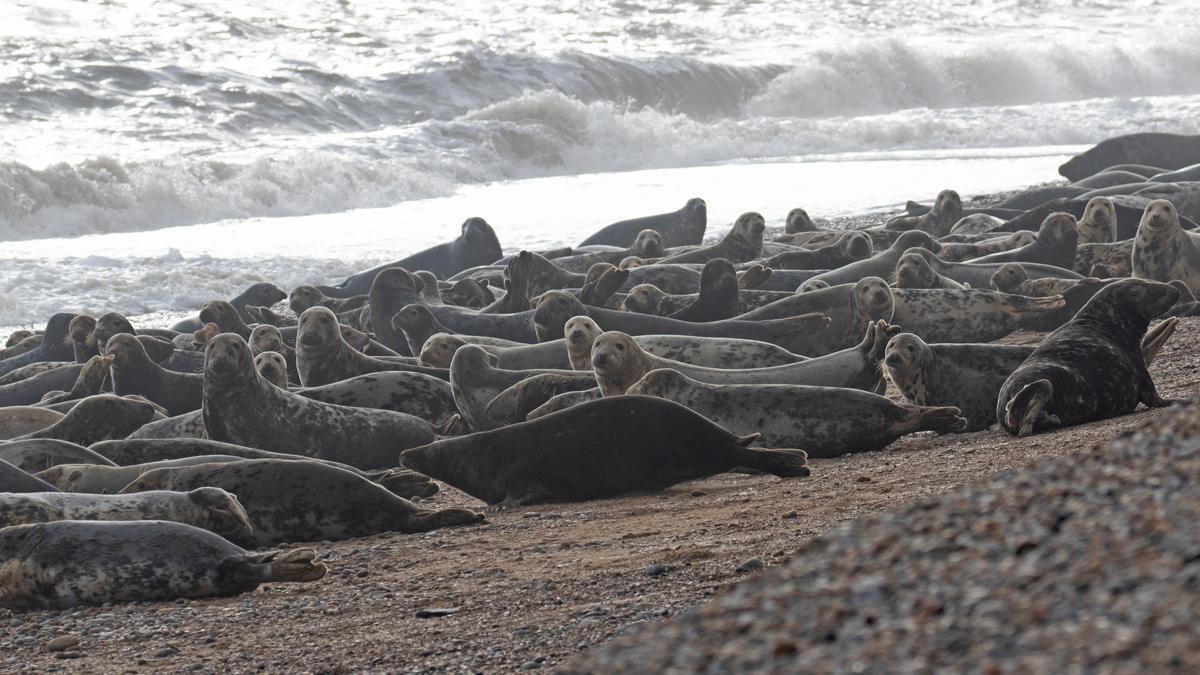 Seals at Orford Ness, Suffolk