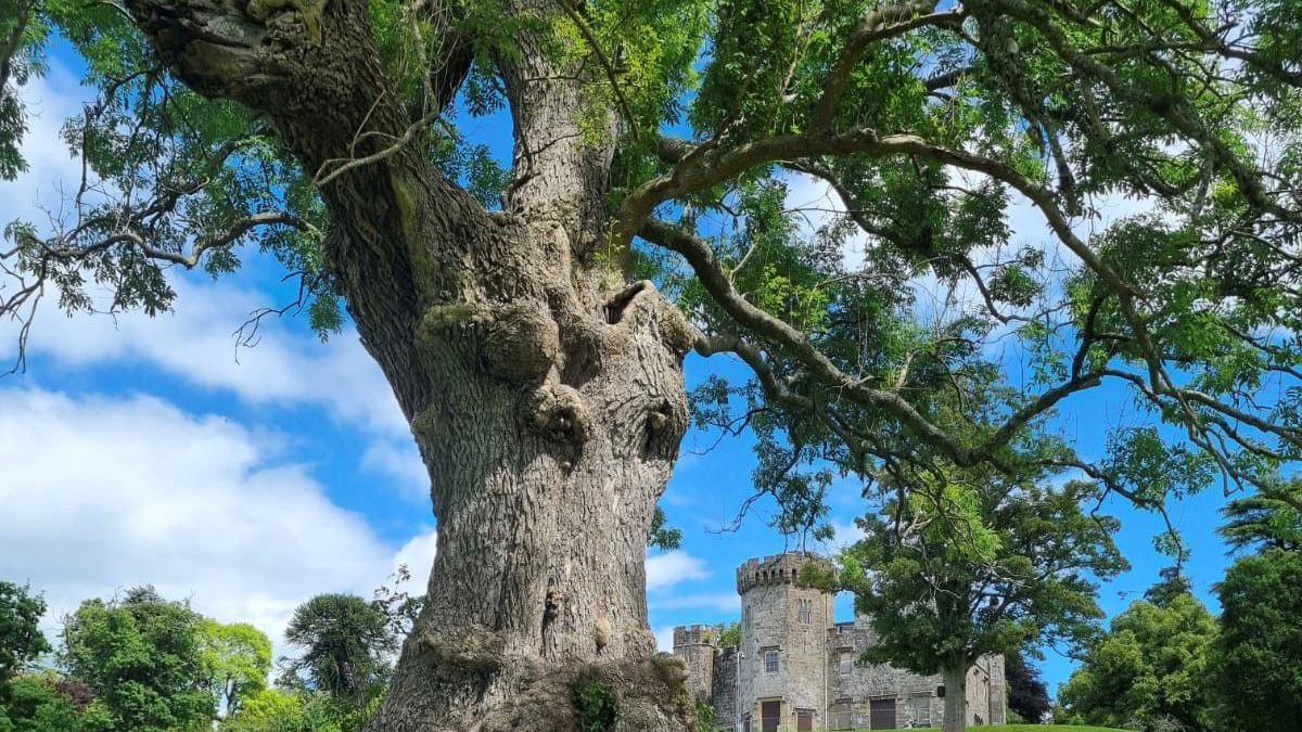 A large ash tree with green leaves growing with a castle in the background.