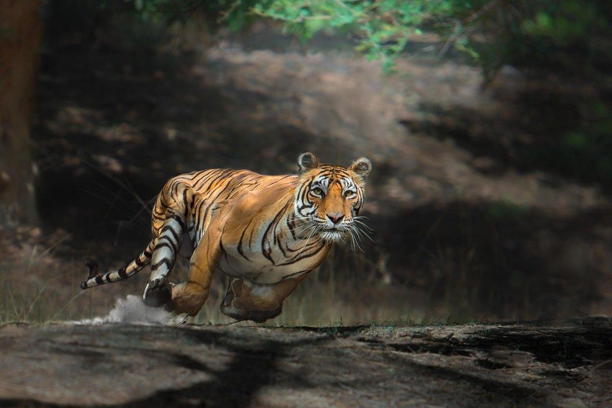 bengal-tiger.