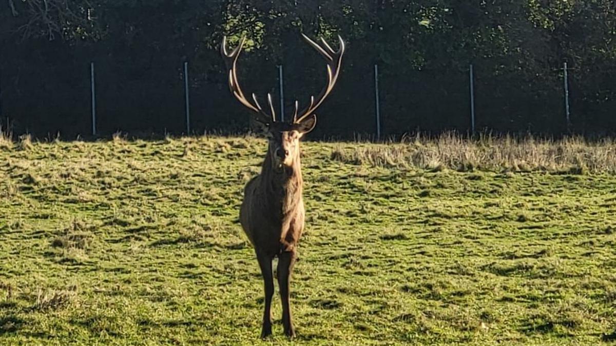 An image of a stag looking head on in a field.