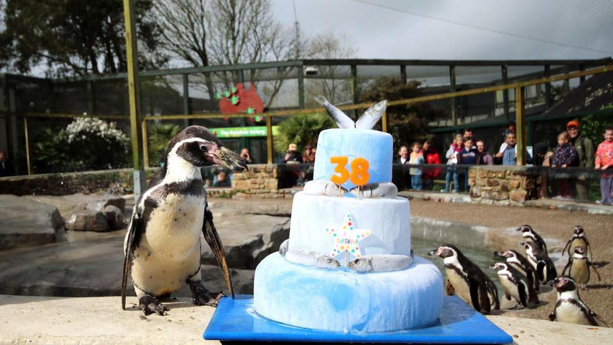 A penguin stands beside a three-tier blue birthday cake topped with the number 38, while several other penguins gather around in a zoo enclosure. Visitors watch from behind a fence in the background.