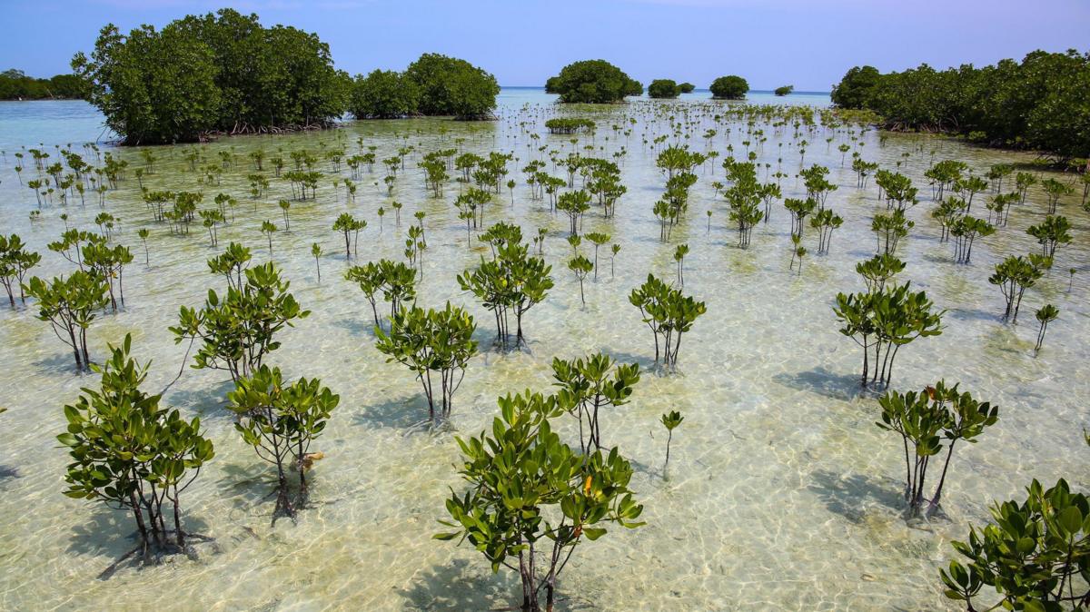 Mangrove forests are healing after decades of human destruction