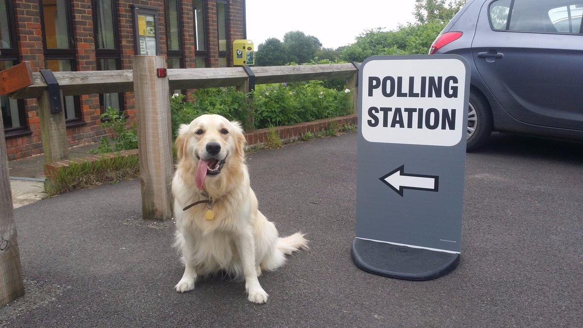 Dog at polling station