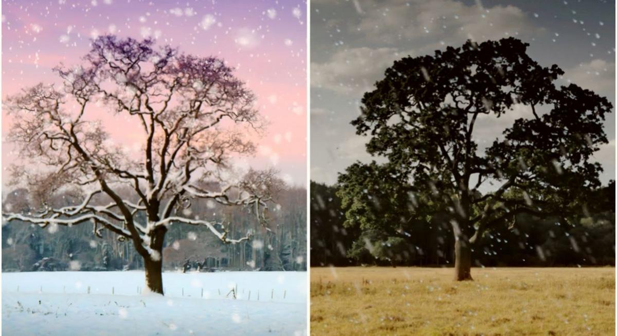A tree in bad weather in winter and summer. 