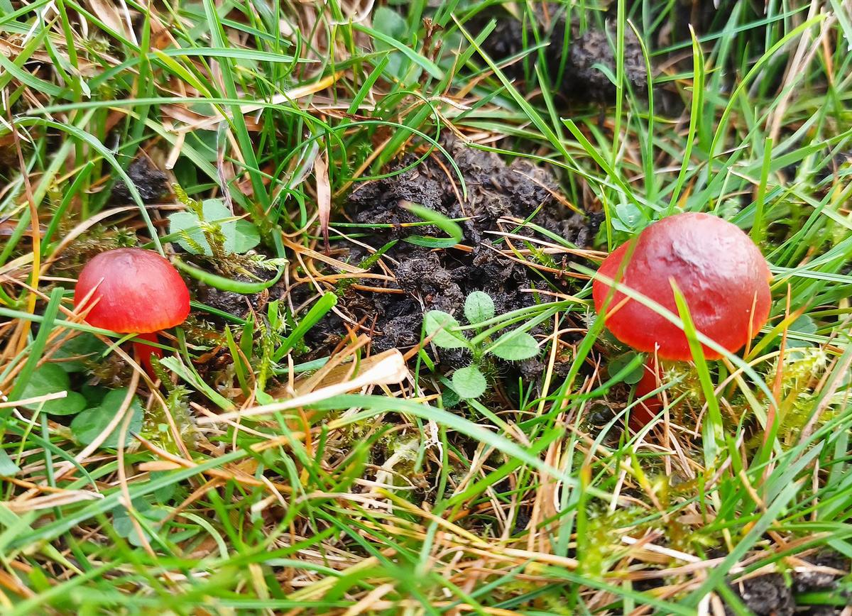 Shadowed waxcap