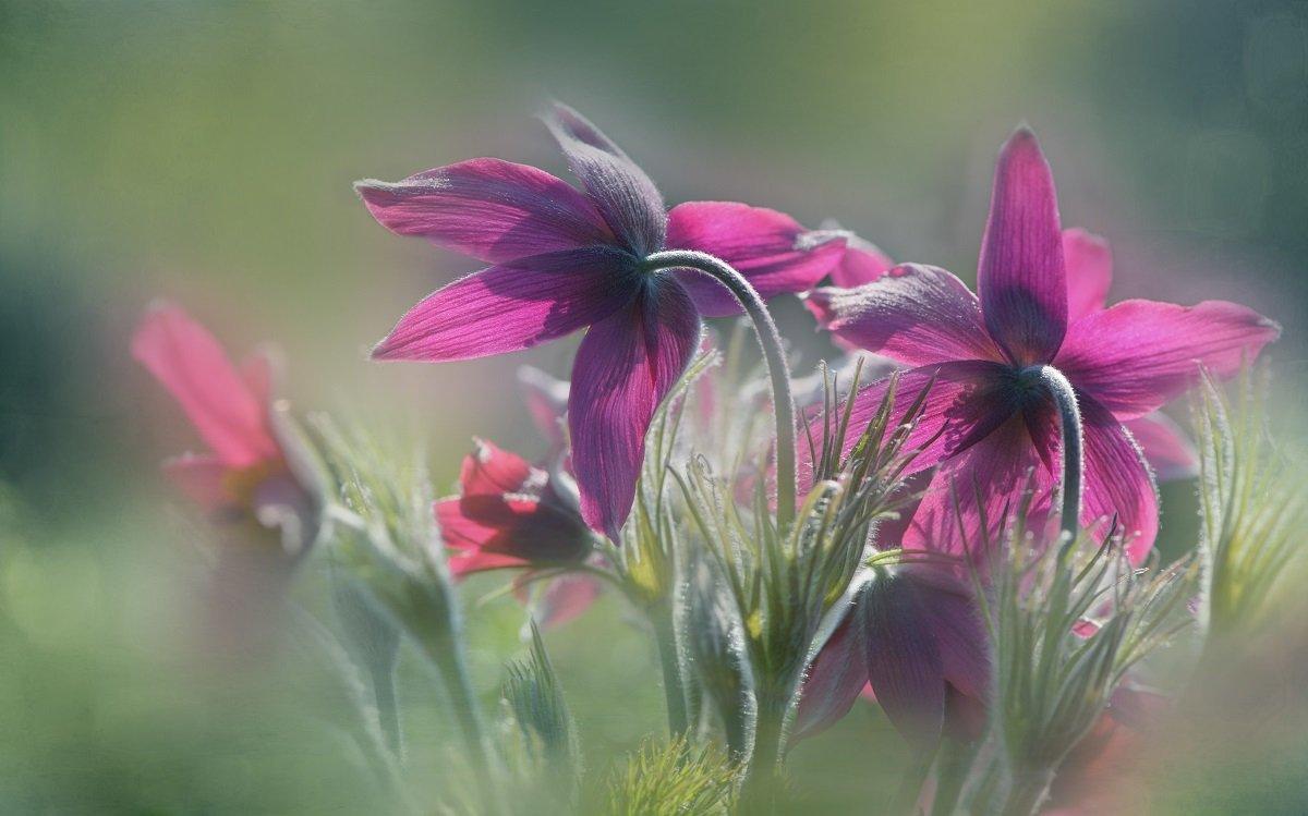 Purple flowers lit in sunlight