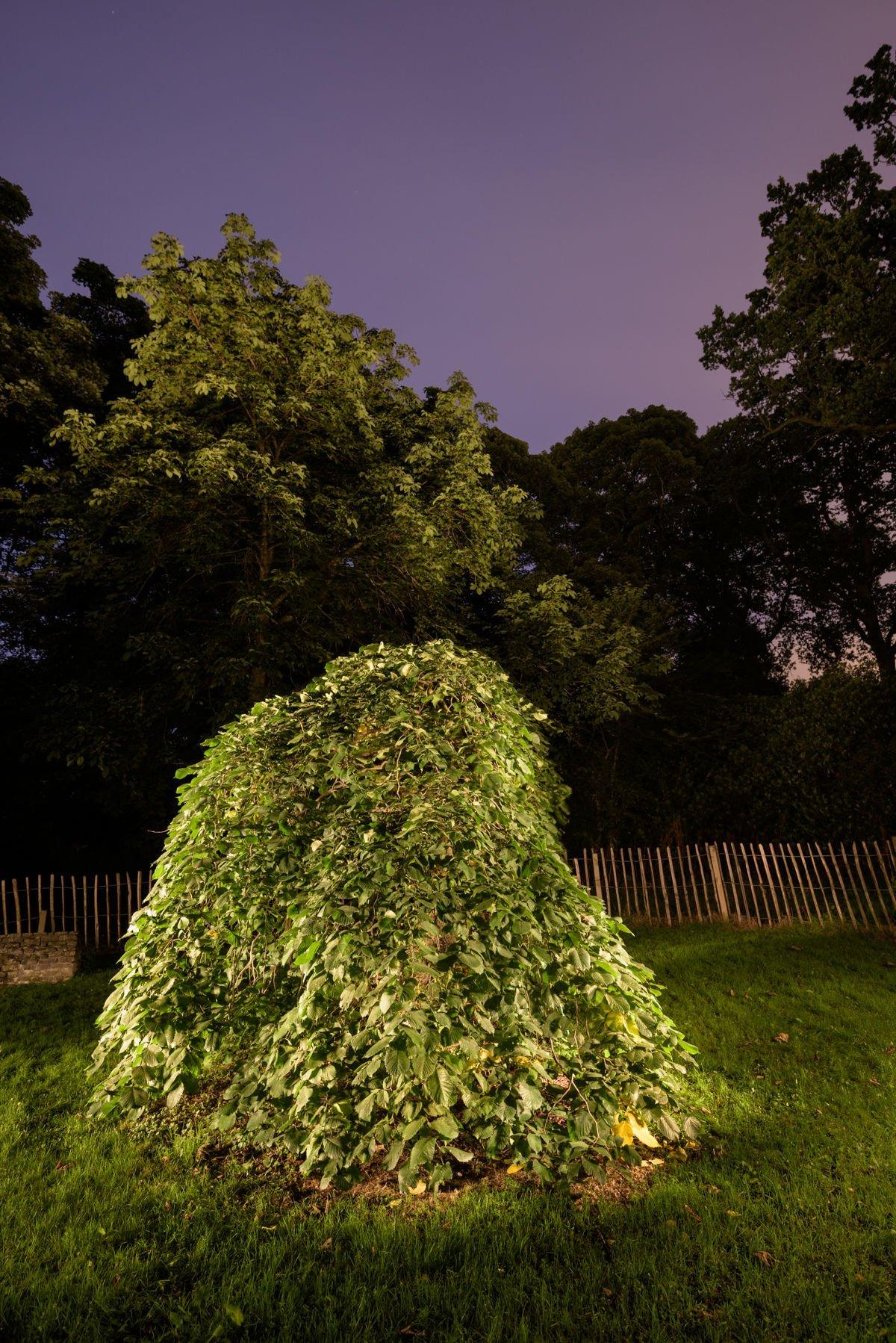 The Camperdown elm