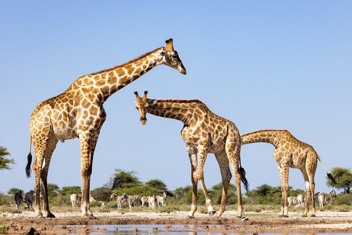 giraffes.